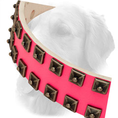 Silver-Like Studs on Leather Golden Retriever Collar