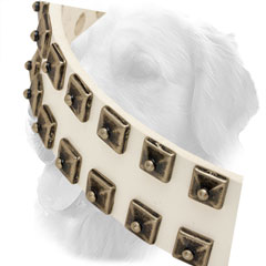 Silver-Like Studs on Leather Golden Retriever Collar