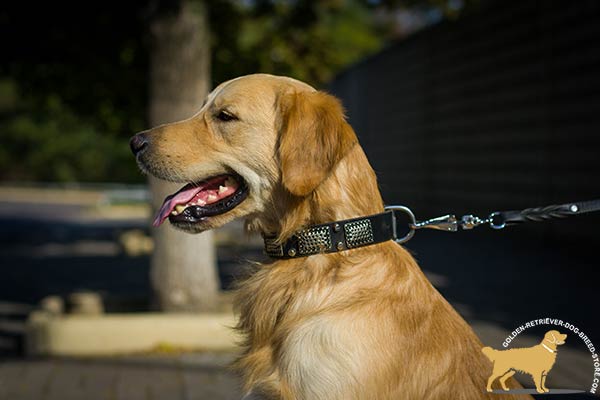 Luxury Style  Leather Golden Retriever Collar