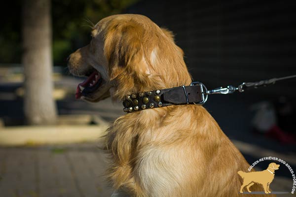 Top Notch Quality Leather Golden Retriever Collar