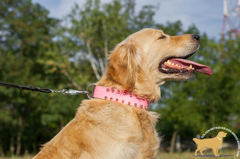 retriever brand dog collars