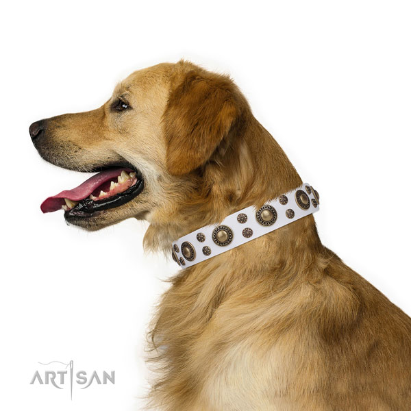 Fancy walking studded dog collar of fine quality material