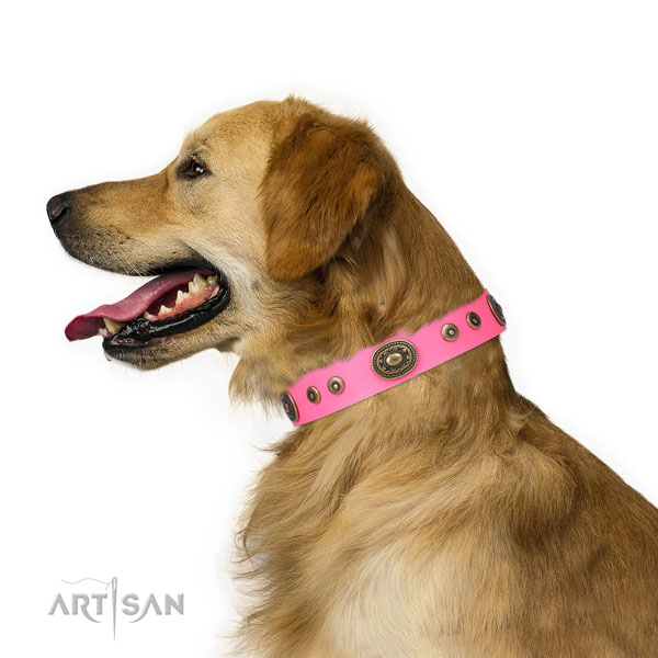 Incredible decorated natural leather dog collar for everyday walking