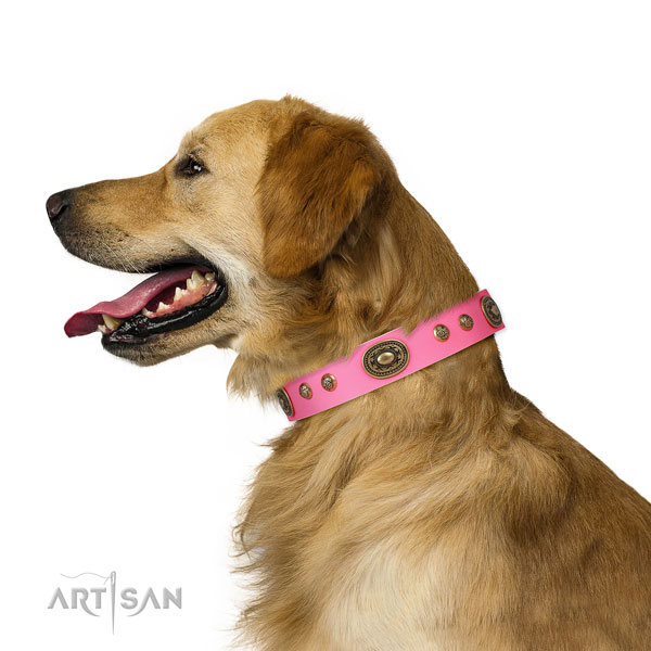 Unique studs on daily use dog collar