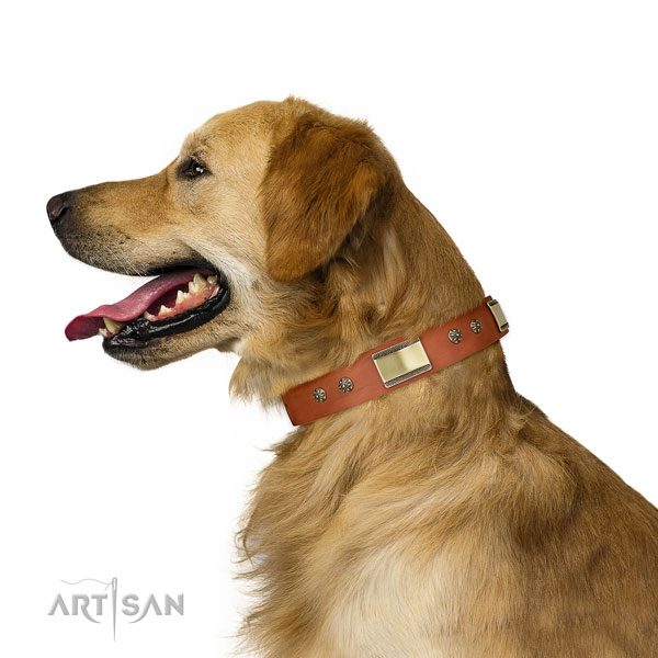 Walking dog collar of leather with incredible studs