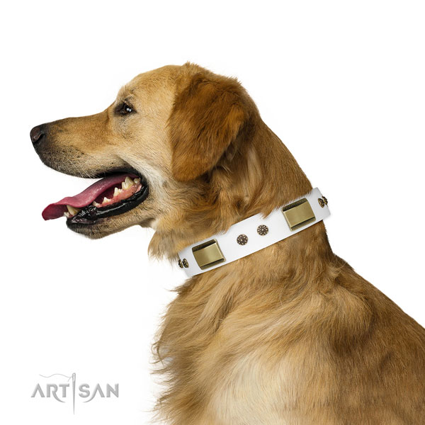 Fancy walking dog collar of natural leather with impressive embellishments