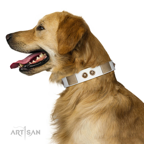 Daily use dog collar of genuine leather with significant studs