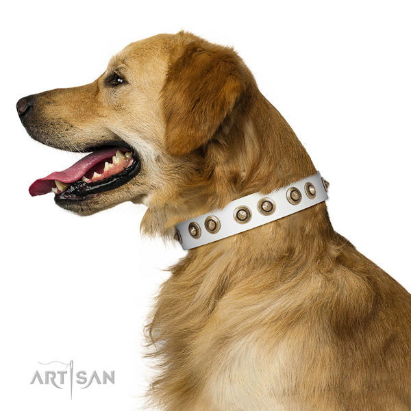 Fancy walking dog collar of leather with designer adornments
