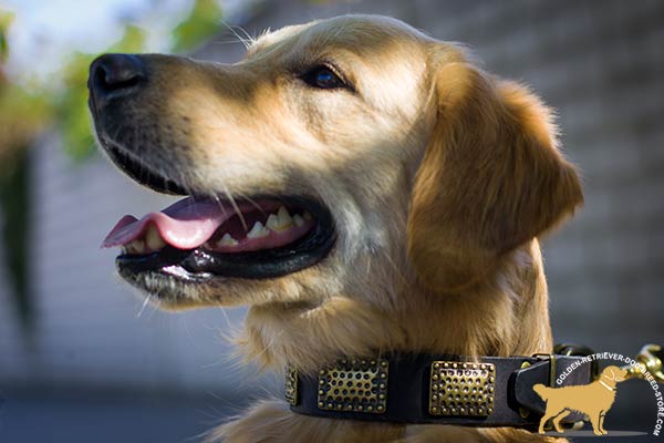 Adorned Golden Retriever Collar with Brass Engraved Plates