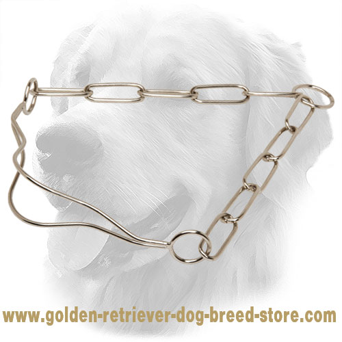 Chrome Plated Golden Retriever Collar for Dog Shows with Fur Saving Links