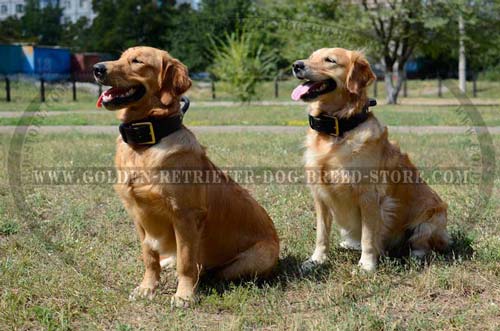 Leather Golden Retriever Collar for Daily Walking