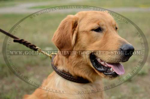 Leather Golden Retriever Collar with Elegant Braids