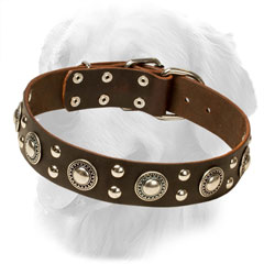 Golden Retriever Collar with Studs