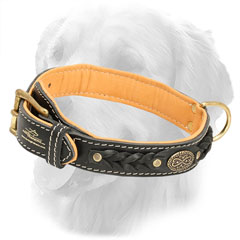 Nappa Padded Royal Golden Retriever Collar 