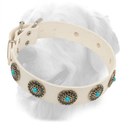 Leather Golden Retriever Collar with Decorative Nickel Plated Circles