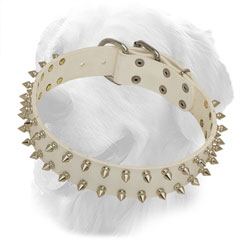 Golden Retriever Collar of White Color with Nickel Plated Decorations