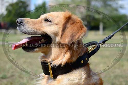 Extra Durable Collar for Golden Retrievers