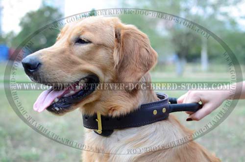 Leather Collar for Active Dogs