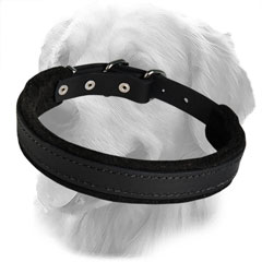 Padded Leather Collar for Active Dogs