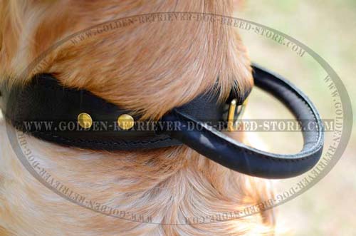 Golden Retriever Leather Collar for Agitation Training