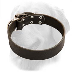 Leather Collar for Golden Retrievers