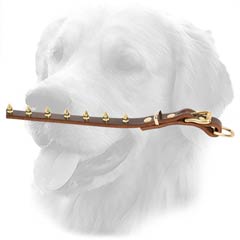 Golden Retriever Spiked Leather Collar
