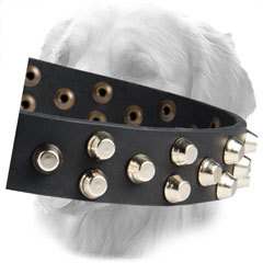 Leather Collar for Stylish Dogs