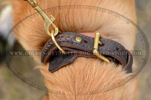 Leather Collar for Stylish Dogs