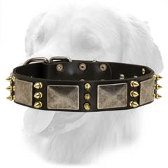 Leather Collar for Stylish Dogs