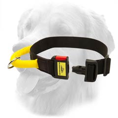 Amazing Golden Retriever Collar