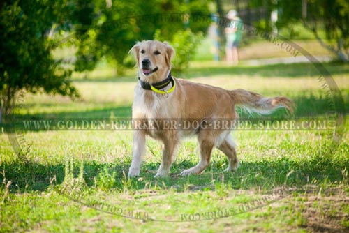 Nylon Collar for Different Kinds of Training