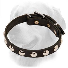 Golden Retriever Leather Collar Steel Nickel Plated Studs