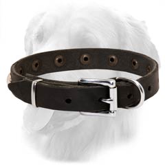 Golden Retriever Leather Collar Special Nickel Buckle
