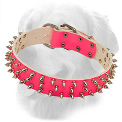 Golden Retriever Leather Collar of Pink Color