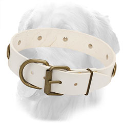 Golden Retriever Leather Collar with Brass Buckle 