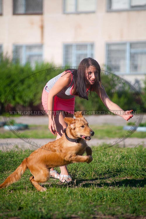 Golden Retriever Collar for Obedience Training