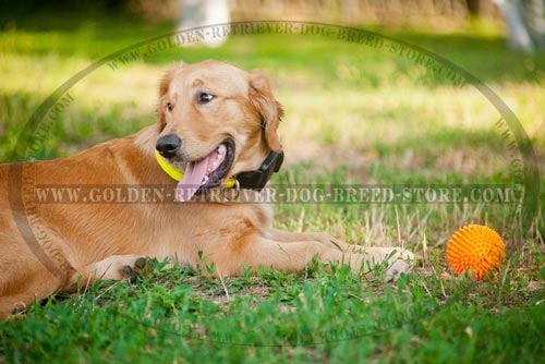 Easy Adjustable Golden Retriever Collar 
