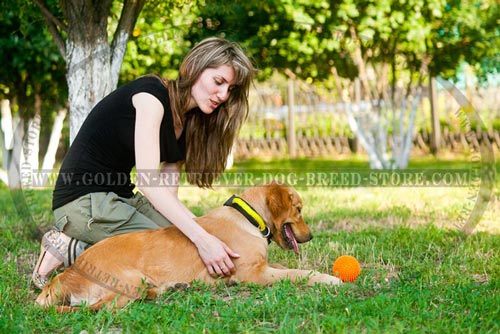 Ergonomic Design Comfy Nylon Golden Retriever Collar