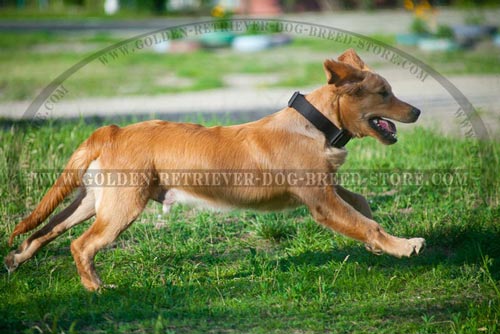 Golden Retriever Collar for Safe Walking