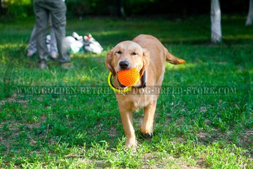 Nylon Golden Retriever Collar with Handy in Use Handle