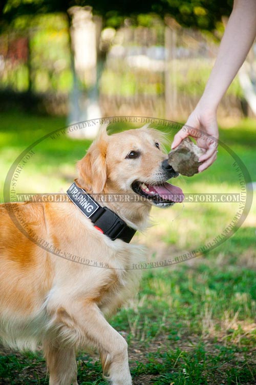 Nylon Golden Retriever Collar All Weather