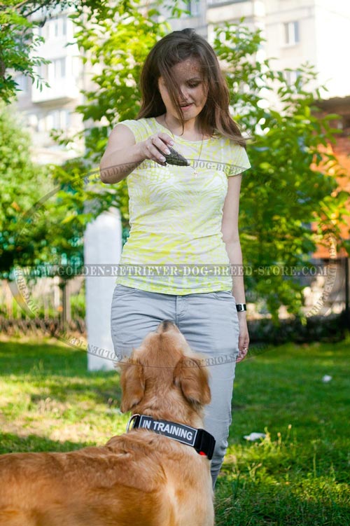 Golden Retriever Collar for Obedience Training