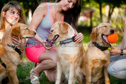 Golden Retriever Collar Multitasking