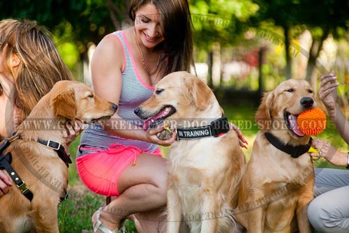 Nylon Golden Retriever Collar for Walking