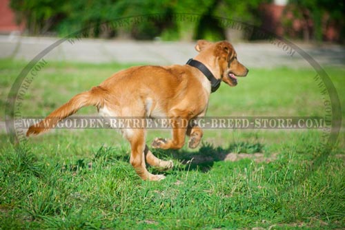 Nylon Golden Retriever Collar for Pro Training