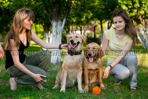 Golden Retriever Collar for Walking
