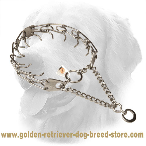 Golden Retriever Pinch Collar with Rustproof Prongs