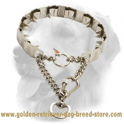 Golden Retriever Pinch Collar of High Quality