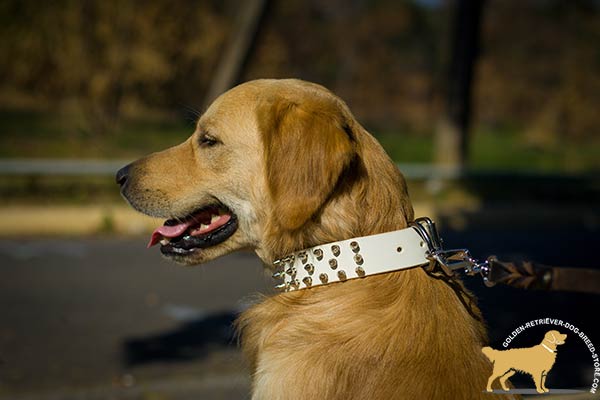 Golden Retriever white leather collar easy-to-adjust spiked for any activity
