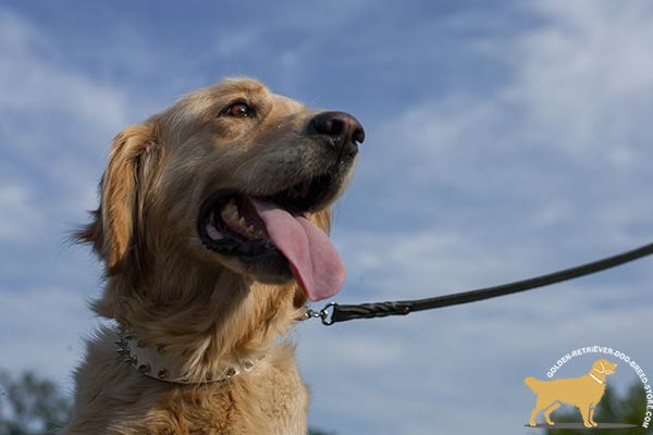 Golden Retriever leather collar of genuine materials with riveted spikes for walking in style